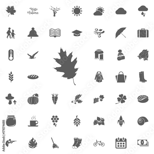 Vector flat maple leaf icon isolated on white.
