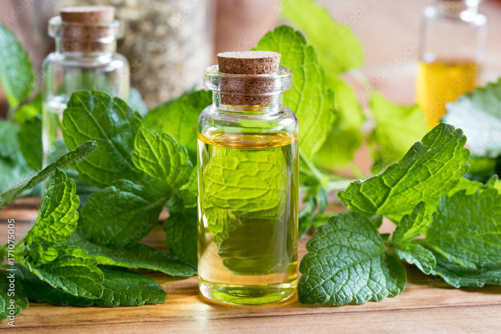 A bottle of melissa essential oil with fresh melissa leaves A bottle of melissa essential oil with fresh melissa leaves