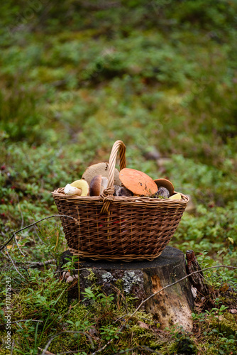 wooden woven basket in front of forest heather with mushrooms
