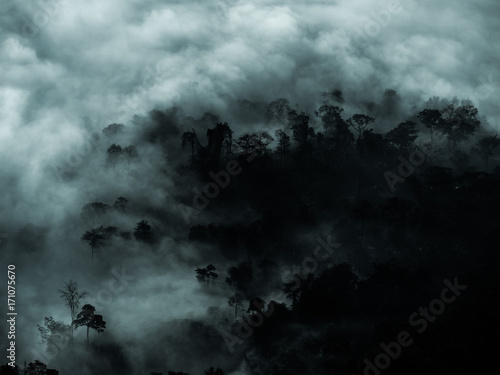 фотографія Mysterious forest with fog and dark tree area for copy space