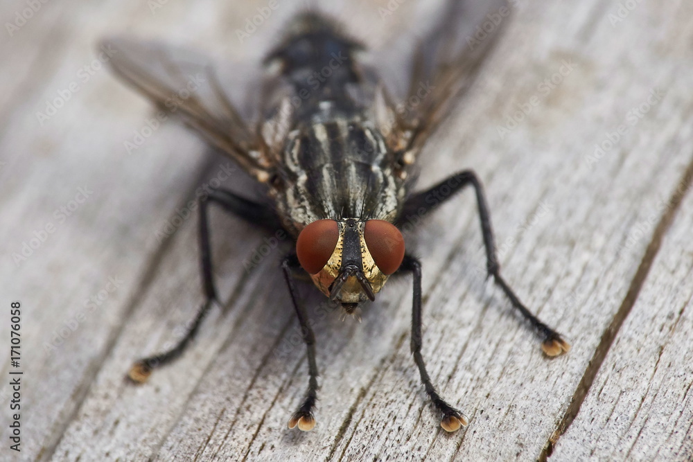 Obraz premium flesh fly sitting on wooden surface