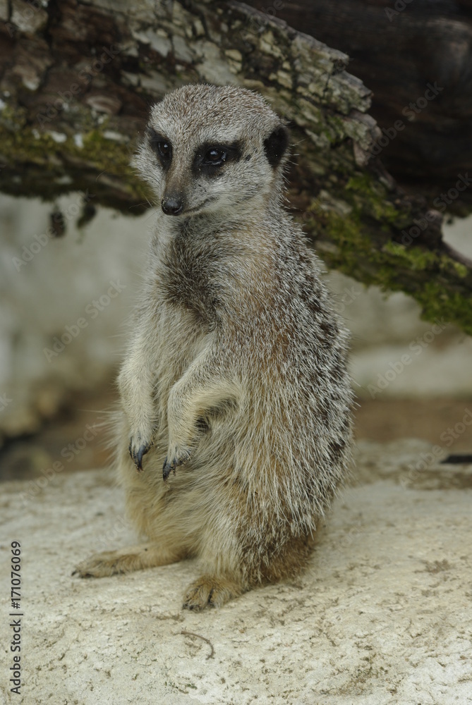 Fototapeta premium Suricate debout