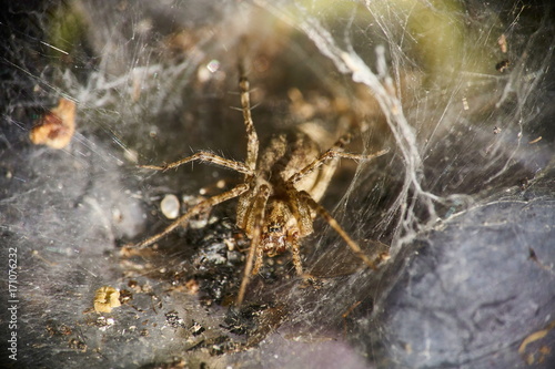 spider sitting in wait - macro 