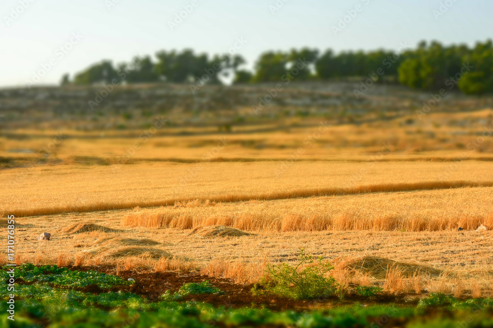 Barley field - ready to harvest