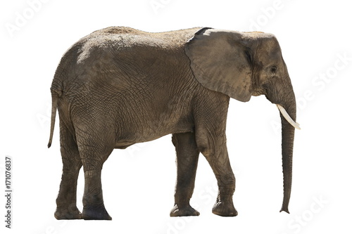 african Elephant isolated on white background
