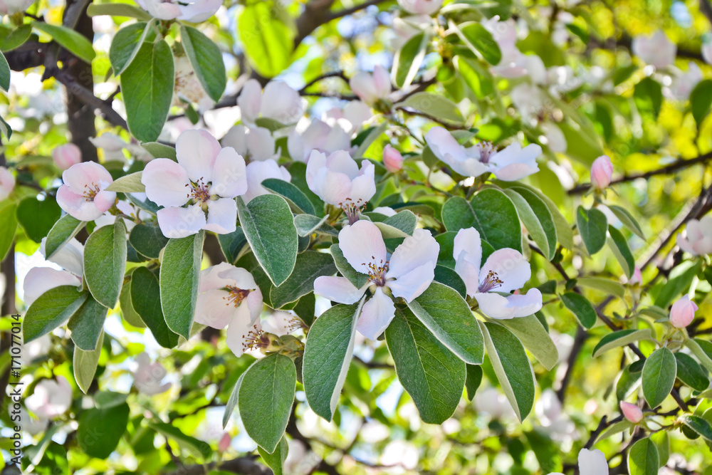 Quince blossom cydonia oblonga spring tree flowers Quince blossom cydonia oblonga spring tree flowers