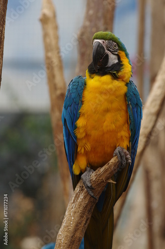 Perroquet Ara jaune et bleu © caribou78