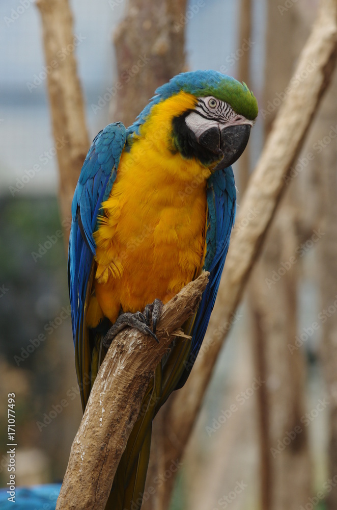 Perroquet Ara jaune et bleu