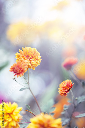 vintage outdoor macro closeup flower in nature