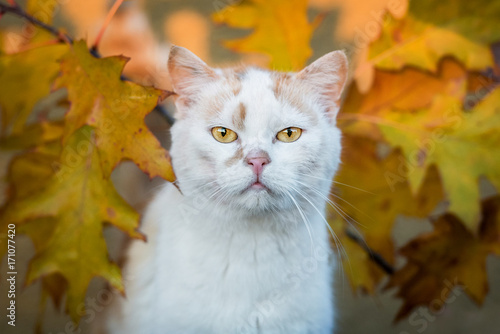Beautiful cat with yellow eyes in autumn