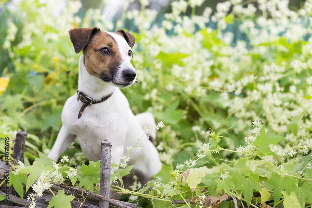 the Jack Russell nature