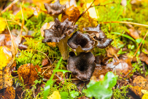 Black trumpet Caterellus mushroom