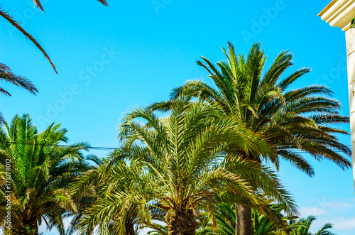 beautiful spreading palm tree on the beach, exotic plants symbol of holidays, hot day, big leaves photo