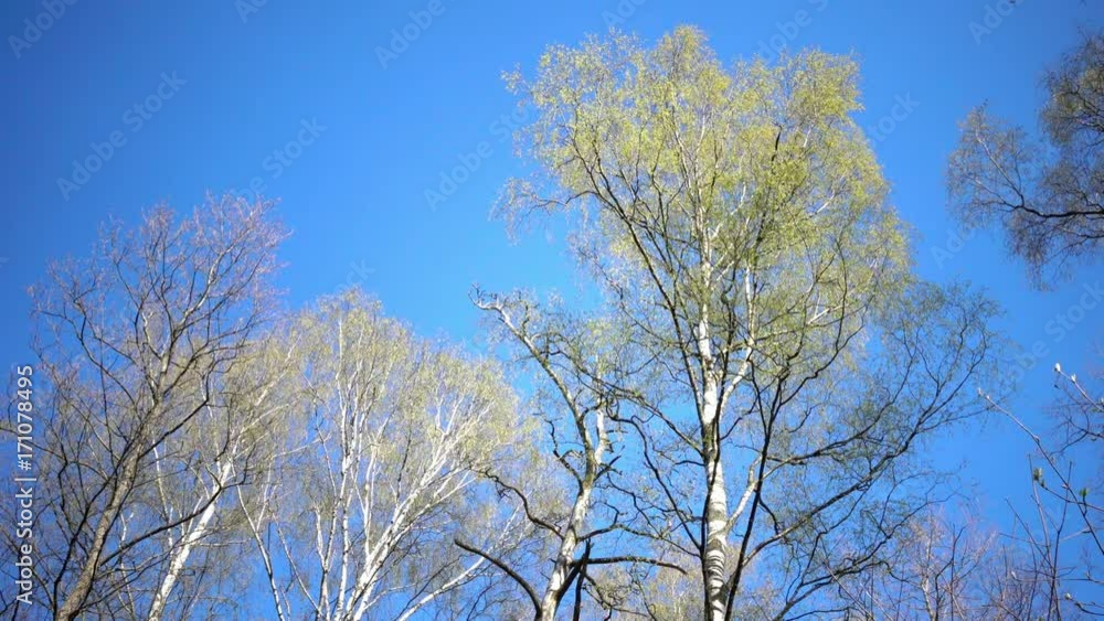 Tops of birches with young spring leaves against the background of the blue sky in sunny day Tops of birches with young spring leaves against the background of the blue sky in sunny day