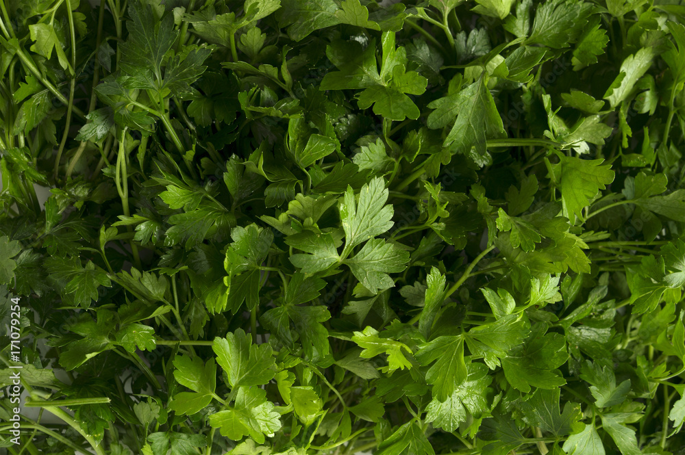 Background of parsley. Top view. Ripe parsley close-up. Background of parsley. Top view. Ripe parsley close-up.