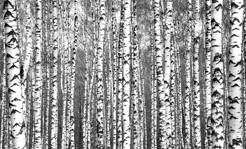 Wiosenne pnie drzew brzozy czarno-białe