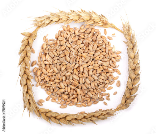 grain and ears of wheat isolated on white background. Top view