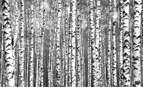 Fototapeta Wiosenne pnie drzew brzozy czarno-białe