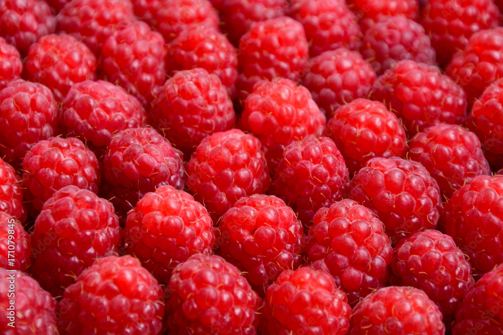 Raspberry organic background. Fresh raspberries from village garden. Ecological berries for desserts, cakes, smoothie or jam. Raspberry organic background. Fresh raspberries from village garden. Ecological berries for desserts, cakes, smoothie or jam.