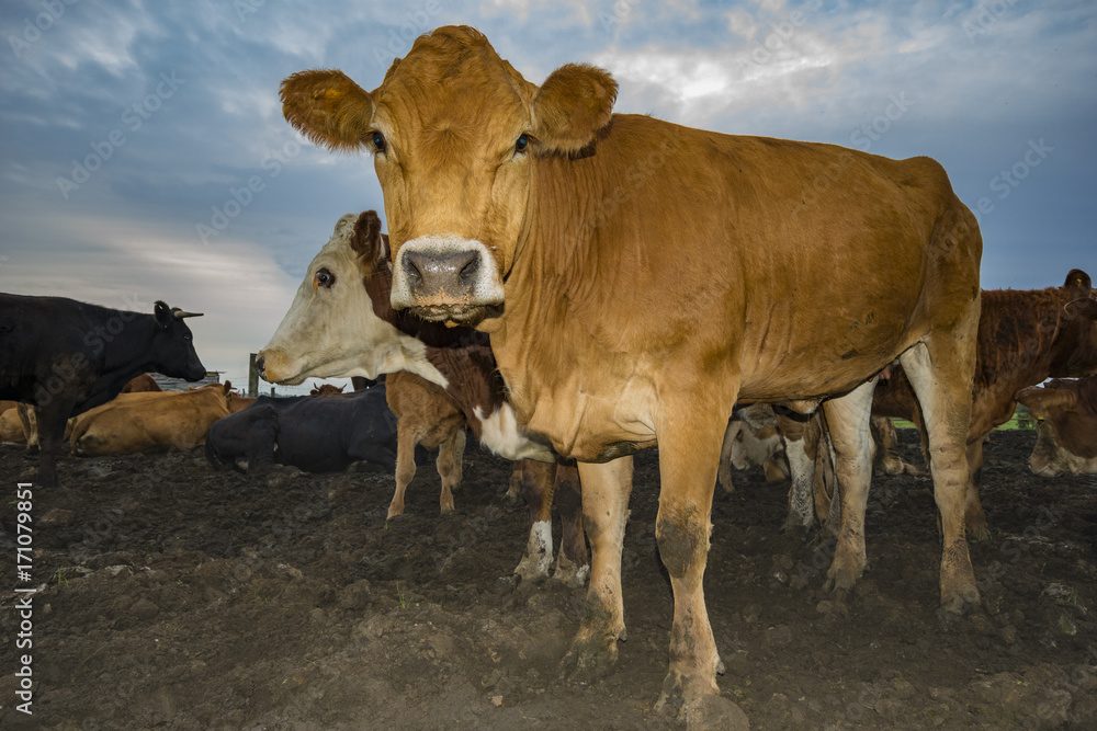cattle limusiine meat, calves and young cows in the yard cattle limusiine meat, calves and young cows in the yard