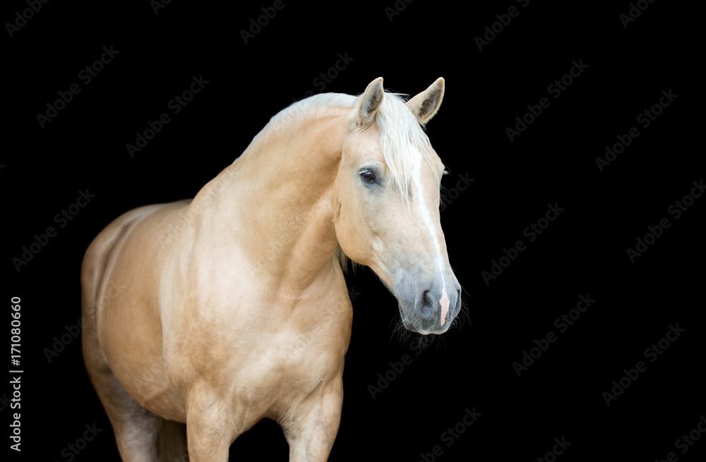 Portrait of a Palomino horse on black background.