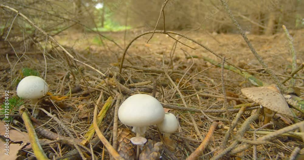 Mushrooms in forest close-up sliding shot Mushrooms in forest close-up sliding shot