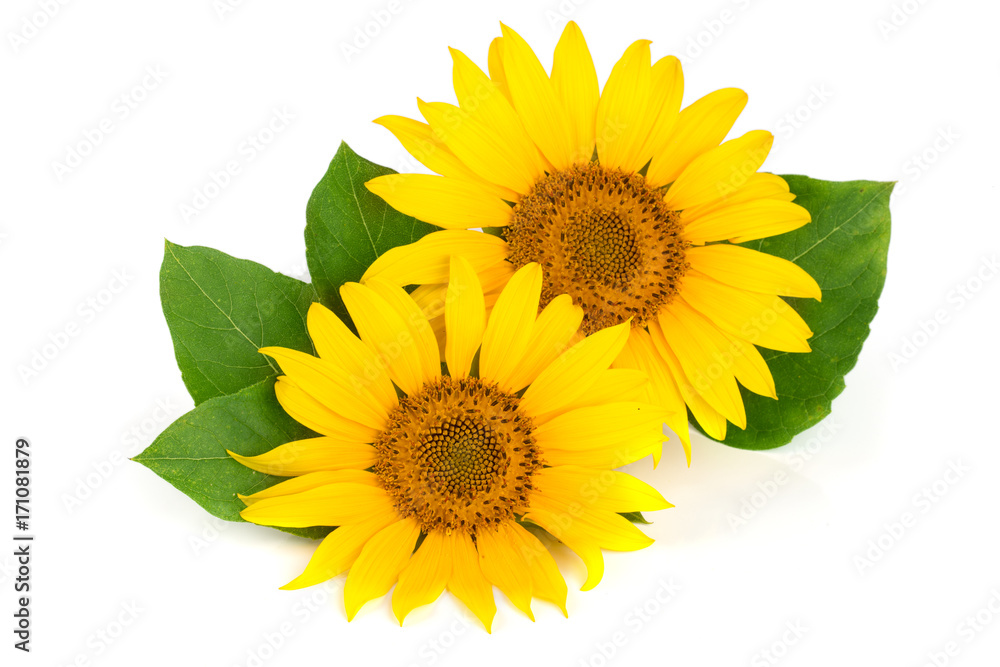 Obraz premium Two sunflowers with leaves isolated on white background