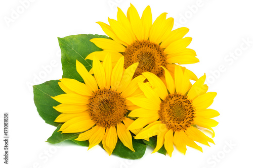 Three sunflowers with leaves isolated on white background