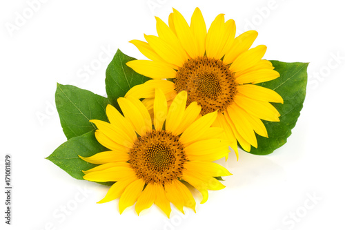 Two sunflowers with leaves isolated on white background