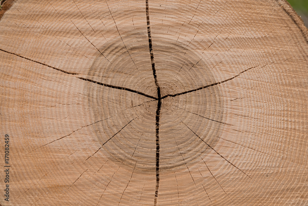 Fototapeta premium Jahresringe mit Risse im Baumstamm