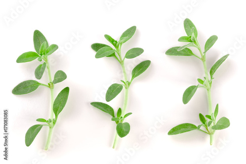 Fresh thyme spice isolated on white background