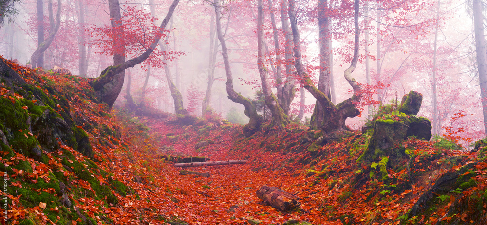 Obraz premium Beech forest in autumn