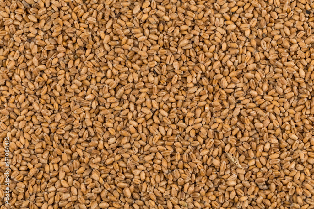whole background of wheat grain whole background of wheat grain