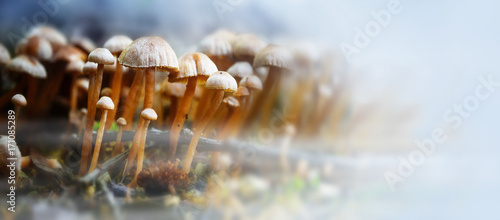 small mushrooms in the forest with autumn fog, panorama format with large copy space