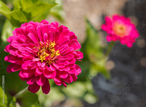 Pink and Red Flower