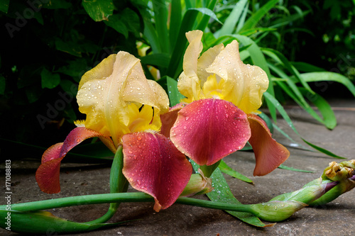 Fototapeta Naklejka Na Ścianę i Meble -  Iris laying on the lane
