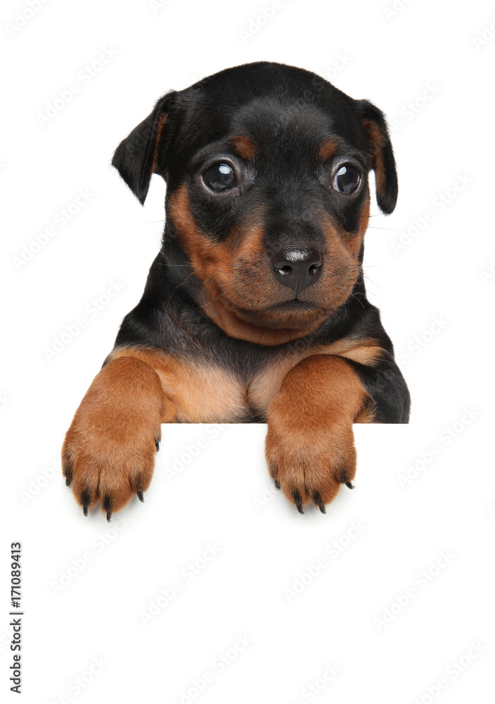 Miniature Pinscher puppy above banner