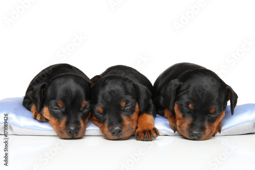 Three Cute puppy sleeping