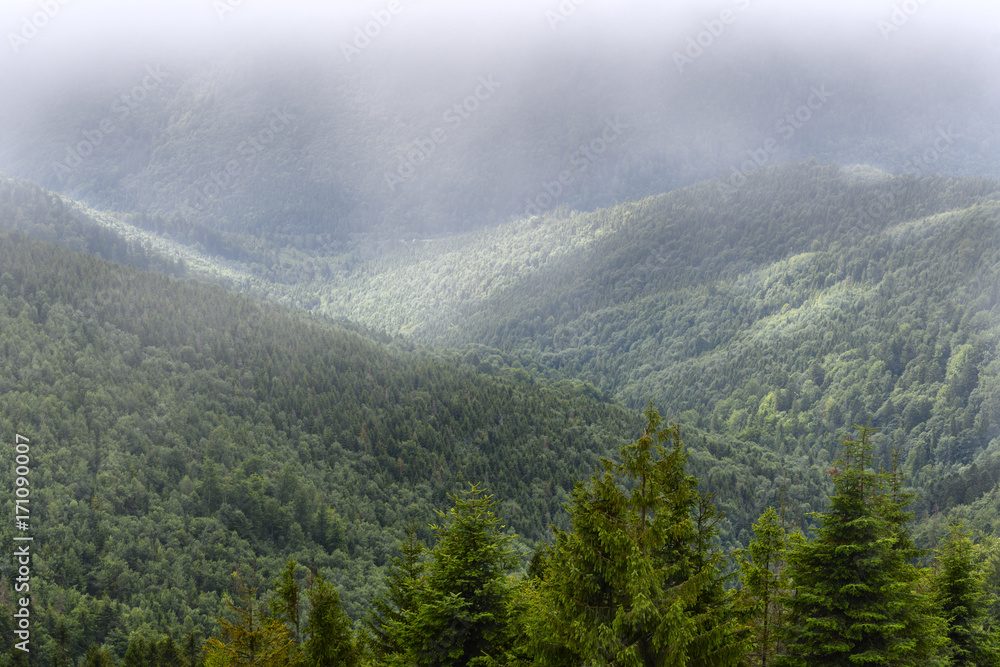 Fir forest on the slopes of the mountains. Overcast weather, fog. Fir forest on the slopes of the mountains. Overcast weather, fog.