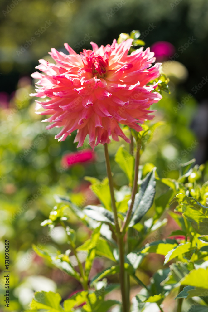 Fototapeta premium Coral Dahlia Surprise