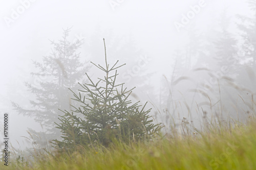 Live and dead Christmas trees on the slopes of the mountains. Fog, Cloudy.