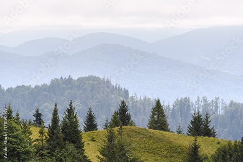 Fir forest on the slopes of the mountains. Overcast weather  fog.