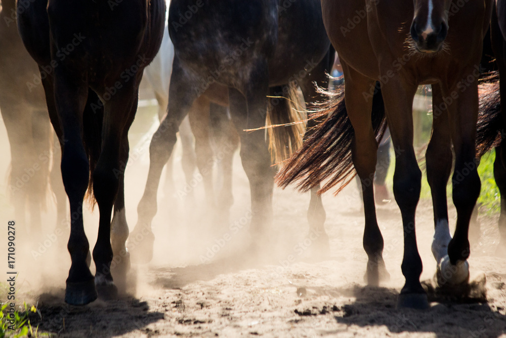 Fototapeta premium Close up of horse herd walking to the pasture