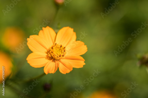 Yellow Flower