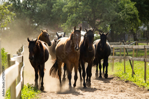 Herd of horses walking to the pasture in the morning photo