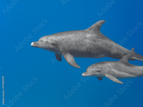 Mother and baby bottlenose dolphins swimming underwater in the sea, selective focus on mother animal