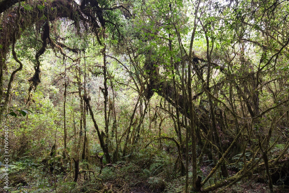 Dense highland tropical forest