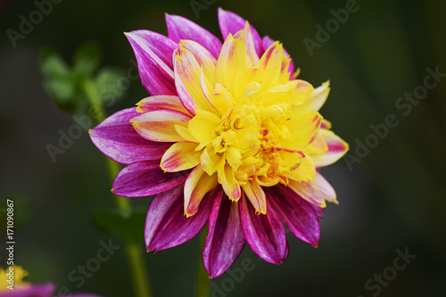 Purple   Yellow Flower