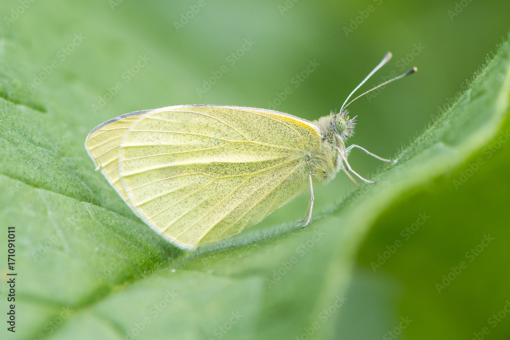 Small white (Pieris rapae) butterfly at rest on leaf. Insect in the family Pieridae sitting with wings closed, in profile Small white (Pieris rapae) butterfly at rest on leaf. Insect in the family Pieridae sitting with wings closed, in profile