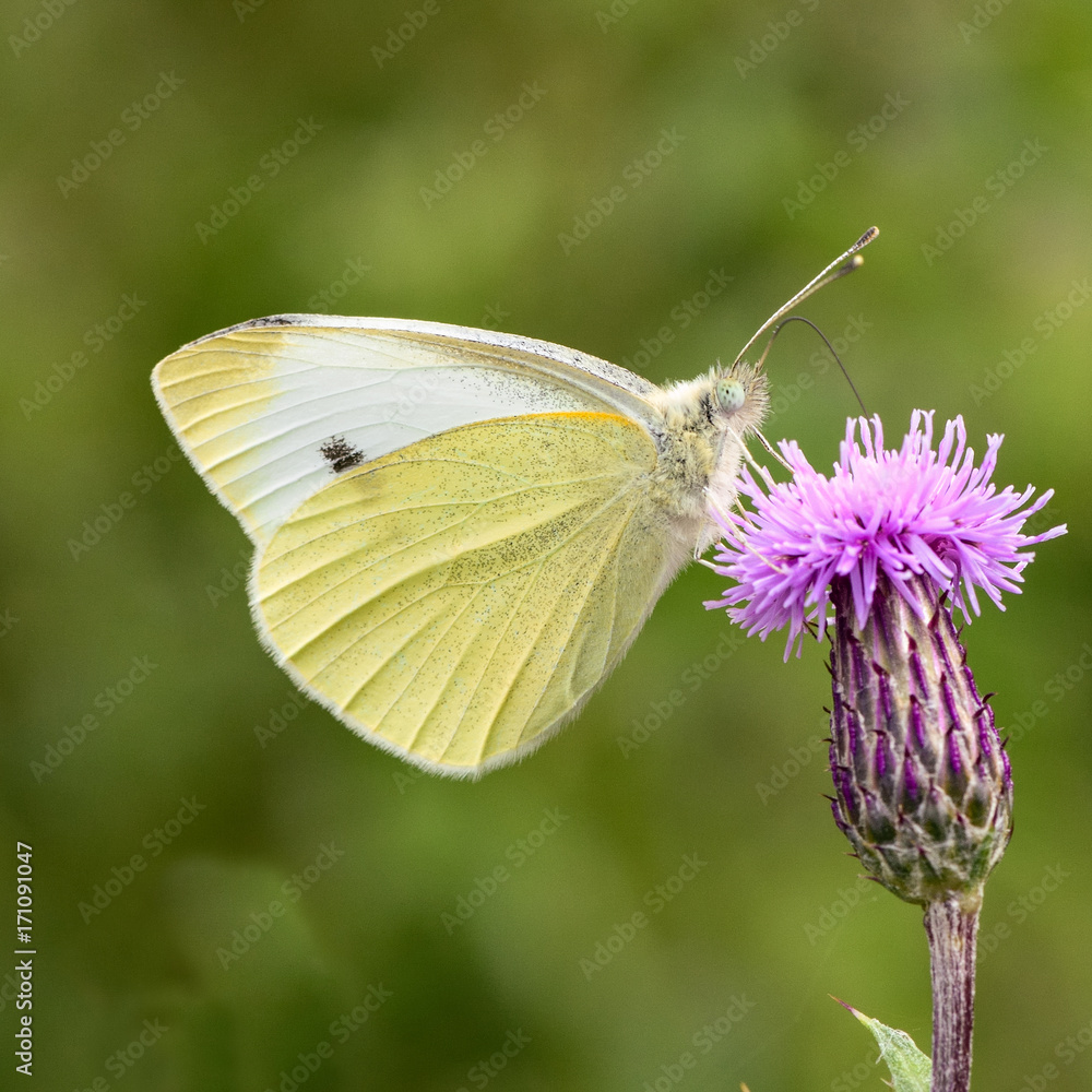 Small white (Pieris rapae) butterfly nectaring on thistle. Insect in the family Pieridae feeding with wings closed, in profile Small white (Pieris rapae) butterfly nectaring on thistle. Insect in the family Pieridae feeding with wings closed, in profile